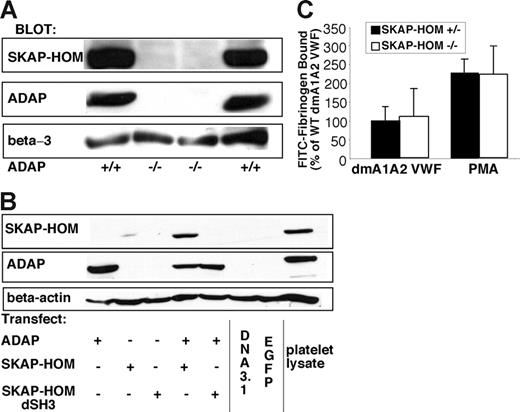 Figure 7. SKAP-HOM protein expression and function in ADAP+/+ or ADAP−/− mice. (A) Washed platelets from ADAP+/+ or ADAP−/− mice were lysed, subjected to SDS gel electrophoresis, and Western blotted for SKAP-HOM. Blots were then reprobed for ADAP and integrin β3, the latter to monitor gel loading. Two separate anti–SKAP-HOM antibodies were used to confirm results. (B) SKAP-HOM regulation by ADAP in CHO cells. CHO cells were transfected with 1 μg ADAP alone, 3 μg EGFP-SKAP-HOM or EGFP-SKAP-HOM lacking the SH3 domain (dSH3) alone, or a combination of ADAP and EGFP-SKAP-HOM. After 48 hours, cells were subjected to SDS polyacrylamide gel electrophoresis and probed for ADAP and SKAP-HOM. Platelet lysate from wild-type mice, prepared as in Figure 6A, was used as a positive control, and blots were reprobed with a β-actin antibody to monitor gel loading. (C) Platelets from wild-type or SKAP-HOM knockout mice were allowed to adhere to dmA1A2 VWF as described in Figure 2, and integrin activation was assessed by FITC-fibrinogen binding in the presence or absence of a cocktail of inhibitors or PMA. Results in panels A and B are representative of at least 3 experiments, with similar results. Results in panel C are for ADAP−/− platelets (white bars), depicted as a percentage of soluble ligand that is specifically bound by ADAP+/+ platelets (black bars) ± SEM, and are a summary of 3 separate experiments.