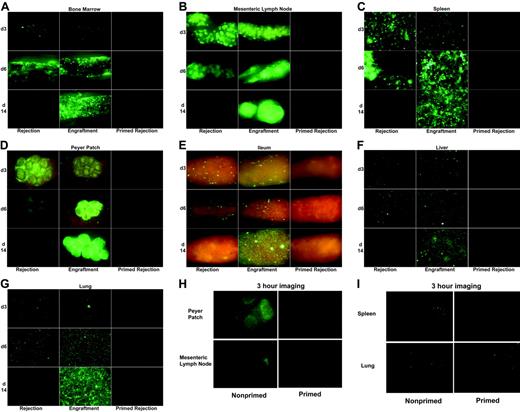 Figure 4. Antibody-mediated rejection of donor BM in primed mice is far more rapid than T-cell–mediated rejection in naive mice. Shown are images of BALB/c mice irradiated with 3.5 Gy on day −1 and infused with 20 × 106 B6 GFP+ T-cell–depleted BM cells on day 0. (A-G) Left panels (rejection) indicate untreated mice that ultimately reject their grafts in a T-cell–dependent fashion. Middle panels (engraftment) indicate mice that received anti-CD4 and anti-CD8 mAbs in vivo around the time of transplantation to ensure long-term donor engraftment. Right panels (primed rejection) indicate mice primed with B6 splenocytes on day −28 that reject their donor BM grafts via preformed alloantibody. (H-I) Nonprimed and primed mice as indicated were imaged 3 hours after BMT. Representative images from 1 of 3 mice are shown. See “Materials and methods” for imaging details.