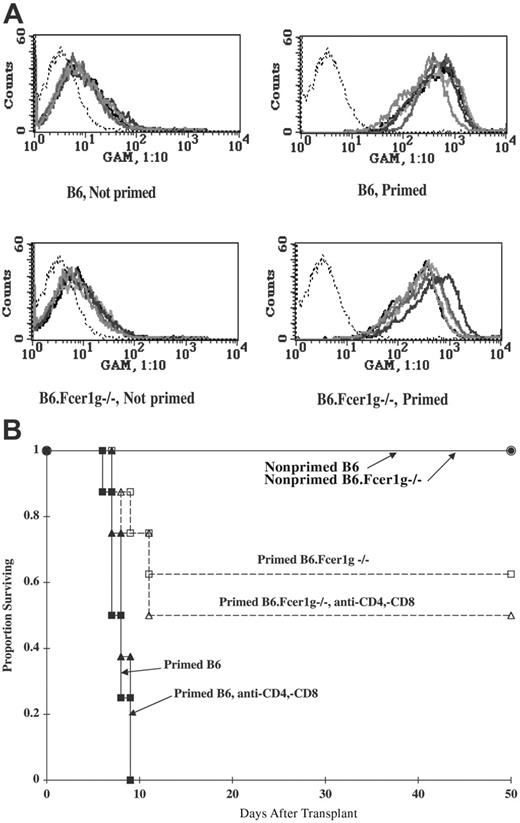 Figure 5. Antibody-mediated BM rejection in the primed recipient is dependent on host FcR+ cells. B6 and B6.Fcϵr1γ−/− mice were primed against BALB/c on day −28, lethally irradiated (8.0 Gy) on day −1, and infused with 20 × 106 BALB/c T-cell–depleted BM cells on day 0. A cohort received anti-CD4 and anti-CD8 mAbs around the time of transplantation to ensure depletion of host T cells. (A) Overlay histograms illustrate equivalent serum alloantibody levels at time of BMT in primed Fcϵr1γ−/− as wild-type mice in a thymocyte-binding assay. Serum from nonprimed mice (histograms on the left) illustrates low-level binding. Histograms on the right illustrate high degree of thymocyte binding by serum from primed mice. n = 5/group. Negative control (no serum) is indicated by the thin dotted line. (B) Survival is shown. n = 10/group; P < .001 for primed B6 versus primed B6.Fcϵr1γ−/−. With the exception of the group of primed B6.FcϵrIγ−/− mice that received anti-CD4 and anti-CD8 mAbs, data were reproduced in a second experiment. Each bold line represents a different mouse.