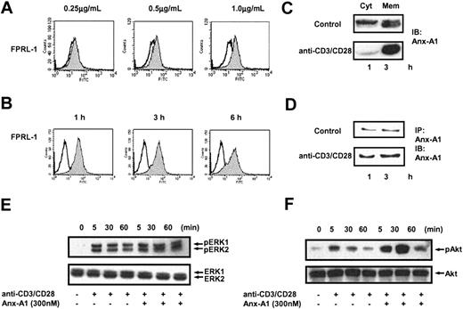 Figure 3. Activation of T cells induces the externalization of FPRL-1 and Anx-A1. (A) FACS analysis of FPRL-1 expression in human peripheral blood T cells incubated with medium alone (white) or stimulated with the indicated concentrations of anti-CD3/CD28 (gray). Results are representative of 3 separate experiments. (B) FACS analysis of FPRL-1 expression over time in unstimulated (white) or anti-CD3/CD28 (2.0 μg/mL)–stimulated (gray) human peripheral blood T cells. Results are representative of 3 separate experiments. (C) Western blot analysis of Anx-A1 levels in the cytosolic (Cyt) and membrane (Mem) fractions of human peripheral blood T cells stimulated with anti-CD3/CD28 (1.0 μg/mL) for 30 minutes. (D) Immunoprecipitation and immunoblotting analysis of Anx-A1 levels in the culture supernatants of human peripheral blood T cells stimulated with and without anti-CD3/CD28 (1.0 μg/mL) for 1 or 3 hours. (E, F) Western blot analysis of total and phospho Erk and Akt of human peripheral blood T cells stimulated with anti-CD3/CD28 (1.0 μg/mL) in the presence or absence of hrAnx-A1 (300 nM) for the indicated time. In all the experiments, results are representative of 3 separate experiments with similar results.