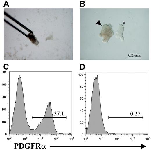 Figure 3. Preparation of mesenchyme-free thymic epithelial rudiments. To separate the mesenchymal and epithelial components of the E12 thymus, lobes were incubated briefly in collagenase and then drawn up into mouth-controlled glass pipette (A), which shears surrounding mesenchyme, resulting in a smooth epithelial core (B) (arrowhead). *An unmanipulated E12 thymus lobe with surrounding mesenchyme still attached is shown for comparison (B). Compared with cell suspensions from whole E12 thymus lobes (C), epithelial rudiments prepared in this way are devoid of cells expressing the mesenchyme marker PDGFRα (D). Data shown are typical of 3 separate experiments.