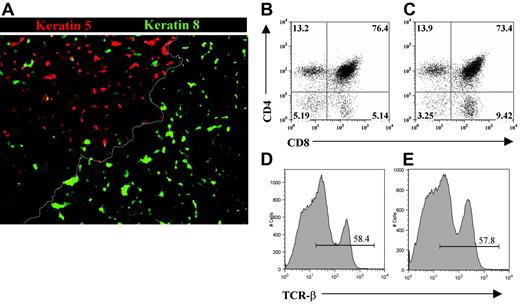Figure 4. Thymic epithelial progenitors generate functional and organized microenvironments in the absence of PDGFRα-expressing fetal mesenchyme. Mesenchyme-free E12 thymus rudiments, placed under the kidney capsule for 3 weeks, were analyzed by immunohistochemistry for expression of the cortical epithelial marker cytokeratin 8 and the medullary epithelial marker cytokeratin 5 (A). Note that distinct cytokeratin 5−8+ cortical and K5+8− medullary areas are present and are separated by a cortico-medullary junction (dotted line). Thymocytes harvested from whole (B,D) or mesenchyme-stripped (C,E) E12 thymus grafts were analyzed by flow cytometry for expression of CD4 and CD8, and the αβ T-cell receptor. Results are representative of least 3 independent experiments. Figures in quadrants represent the percentage of the analyzed population.