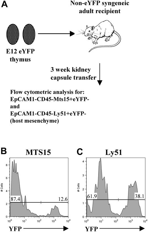 Figure 6. E12 thymus grafts contain host-derived mesenchyme. To determine the origin of mesenchymal cells present in thymus grafts, E12 thymus lobes from eYFP transgenic mice were transplanted into non-eYFP WT adult hosts (A). Grafts were harvested after 3 weeks, and mesenchyme cells were identified on the basis of an EpCAM1−CD45− phenotype to exclude all hemopoietic and epithelial cells, together with the markers Ly51 and MTS15. (B-C) Host-derived eYFP−MTS15+ and eYFP−Ly51+ mesenchyme cells are readily detectable in the thymus grafts. Data shown are representative of at least 3 separate experiments.