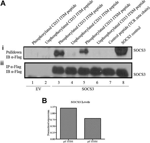 Figure 1. CD33 and SOCS3 interaction. (A) 293T cells were transfected with 2 μg SOCS3 pME18S-Flag. (Ai) Lysates were coprecipitated with appropriate CD33 peptide and immunoblotted with α-Flag (M2), or (Aii) the lysates were immunoprecipitated with α-Flag and immunoblotted with α-Flag. (Ai-ii) Peptide sequences in lanes 1 to 8 were as follows: (1,3) phosphorylated ITIM peptide (biotin SGSGDEELHpYASLNF-OH); (2,4) unphosphorylated ITIM peptide (biotin SGSGDEELHYASLNF-OH); (5) phosphorylated ITSM peptide (biotin SGSGDTSTEpYSEVRT-OH); (6) unphosphorylated ITSM peptide (biotin SGSGDTSTEYSEVRT-OH); (7) control peptide (biotin SGSGGHDGLYQGLST-OH); and (8) positive SOCS3 control (IP α-Flag). (B) Signal intensity of SOCS3 levels pulled down by pY ITIM and pY ITSM peptides were normalized to SOCS3 expression levels and are illustrated as a graph.