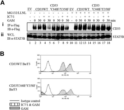Figure 2. Tyrosine motifs are important for degradation of CD33 following cross-linking. (A) CD33WT and CD33Y340F/Y358F stable Ba/F3 cells were incubated with α-CD33 (IC7/1) for 20 minutes and cross-linked with GAM for 30 minutes. The cells were pretreated with and without MG132 (0.5 μM) and LLNL (0.5 μM) for 30 minutes. Lysates were immunoprecipitated with α-Flag and immunoblotted with α-Flag (Ai). WCL was immunoblotted with α-STAT5B as a loading control (Aii). (B) CD33WT and CD33Y340F/Y358F stable Ba/F3 cells were incubated with α-CD33 (IC7/1) for 20 minutes and cross-linked with goat antimouse for 5 minutes. Samples were incubated with PE-conjugated α-CD33 or isotype control for 15 minutes and analyzed by FACS. In the bottom panel, about 70% of the Ba/F3 cells are stably infected with the expression construct for CD33Y340F/Y358F. As a result, the peak in the lower-left corner represents the cells negative for CD33Y340F/Y358F expression.