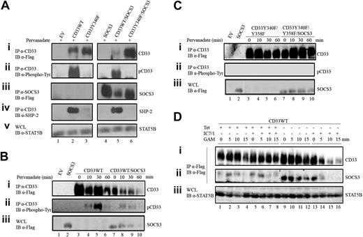 Figure 3. SOCS3 accelerates proteasomal degradation of CD33. (A) 293T cells were transiently transfected with 2 μg EV, CD33WT, and CD33Y340F in the presence and absence of 2 μg SOCS3 and treated with pervanadate (1.4 mM) for 15 minutes. Lysates were immunoprecipitated with α-CD33 (My9) and immunoblotted with either (Ai) α-Flag, (Aii) α-phospho-Tyr (PY20), or (Aiv) α-SHP-2. (Aiii) Lysates were also immunoprecipitated with α-SOCS3 (008) and immunoblotted with α-Flag. (Av) WCL was immunoblotted with α-STAT5B as a loading control. (B-C) 293T cells were transiently transfected with 2 μg CD33WT or CD33Y340F/Y358F in the presence and absence of SOCS3 and treated with cycloheximide for 30 minutes prior to pervanadate treatment for 10, 30, and 60 minutes. (B-C) Lysates were immunoprecipitated with α-CD33 and immunoblotted with (Bi,Ci) α-Flag or (Bii,Cii) α-Phospho-Tyr. (Biii,Ciii) WCL was immunoblotted with α-Flag. (D) Stable CD33WT Tet-regulated SOCS3 Ba/F3 cells were incubated with α-CD33 (IC7/1) for 20 minutes and cross-linked with GAM for 5, 10, and 15 minutes. Lysates were immunoprecipitated with α-Flag and immunoblotted with (Di-ii) α-Flag. (Diii) WCL was immunoblotted with α-STAT5B as a loading control.