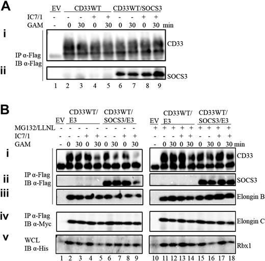 Figure 4. E3 ligase complex is required for proteasomal degradation of CD33 and SOCS3. (A) 293T cells were transiently transfected with 2 μg EV and CD33WT in the presence and absence of SOCS3. Cells were incubated with α-CD33 (IC7/1) for 20 minutes and cross-linked with GAM for 30 minutes. Lysates were immunoprecipitated with (Ai-ii) α-Flag and immunoblotted with α-Flag. (B) 293T cells were transiently transfected with 2 μg EV and CD33WT with E3 ligase complex (Elongin B/C, Cul5 and Rbx1) in the presence and absence of SOCS3. Cells were incubated with α-CD33 (IC7/1) for 20 minutes and cross-linked with GAM for 30 minutes. The cells were pretreated for 30 minutes with and without MG132 and LLNL. Lysates were immunoprecipitated with α-Flag and immunoblotted with (Bi-iii) α-Flag and with (Biv) α-Myc (9E10). (Bv) WCL was immunoblotted with α-His.