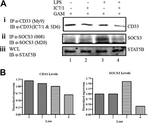 Figure 5. Endogenous degradation of CD33 and SOCS3. (A) The adherent monolayer from PBMCs was treated for 2 hours with LPS (100 ng/mL), incubated with α-CD33 (IC7/1) for 1 hour, and cross-linked with GAM for 2 hours. (Ai) Lysates were immunoprecipitated with α-CD33 and immunoblotted with α-CD33 (IC71/3D6). (Aii) Lysates were immunoprecipitated with α-SOCS3 and immunoblotted with α-SOCS3 (M20). (Aiii) WCL was immunoblotted with α-STAT5B as a loading control. (B) Signal intensities of CD33 and SOCS3 expression levels were normalized to signal intensity of STAT5B and are illustrated as graphs.