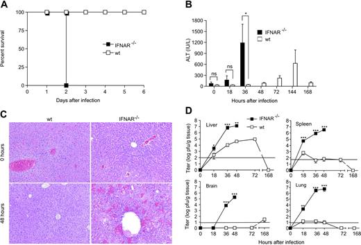 Figure 3. Impact of type I IFN signaling during MHV infection. IFNAR−/− or wt mice were injected intraperitoneally with 5 pfu MHV A59. (A) Health status of IFNAR−/− and wt mice was monitored twice daily after infection (n = 6). (B) ALT values were measured at the indicated time points after infection. (C) Liver pathology in IFNAR−/− and wt mice before or 48 hours after MHV A59 infection. Hematoxylin-eosin staining of 4% formaldehyde-fixed sections. Images were acquired using a Leica DMRA microscope (Leica, Heerbrugg, Switzerland) with a 25×/0.65 NA objective (total magnification, ×162). Images were processed using Adobe Photoshop (Adobe Systems, San Jose, CA). (D) Viral titers in liver, spleen, brain, and lung of MHV A59–infected IFNAR−/− or wt mice were determined at different time points after infection. Results represent the mean of 6 individual mice per time point. Solid horizontal lines in panel D represent limit of detection in the plaque assay. Data in panels B and D represent means ± SD from 2 experiments with a total of 3 or 6 mice evaluated per time point. Statistical analysis was performed using Student t test (ns, P > .05; *P < .05; **P < .01; ***P < .001).