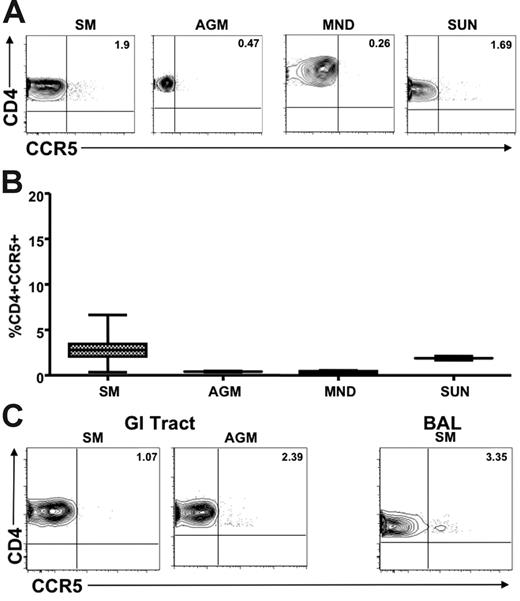 Figure 4. Limited CCR5 expression on CD4+ T cells in SIV-infected natural hosts. (A) Representative contour plots showing CD4 and CCR5 staining of peripheral blood–derived T cells of chronically SIV-infected SMs, AGMs, mandrills, and sun-tailed monkeys. (B) Summary of CCR5 expression on CD4+ T cells from the blood of the species listed in panel A. (C) Representative contour plots showing CD8 and CCR5 staining of T cells isolated from the gastrointestinal tract of chronically SIV-infected SMs and AGMs (left) and the lung (through bronchial alveolar lavage) of an SIV-infected SM (right).