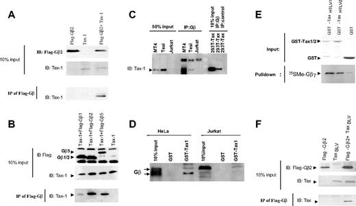 Figure 1. Tax oncoproteins interact with Gβ subunits. (A-B). HEK 293T cells were transfected with Flag-Gβ1, Flag-Gβ2, Flag-Gβ5, and HTLV-1 Tax expression constructs, as indicated. Forty-eight hours after transfection, cells were lysed and protein expression was verified by immunoblotting using anti–Tax-1 and anti-Flag–specific antibodies. Lysates were immunoprecipitated using the M2 Flag–specific antibody. Immunoprecipitated proteins were analyzed by SDS-PAGE and immunoblotting using an anti–HTLV-1 Tax antibody. (C) Lysates from MT4, Tesi, Jurkat, or Tax-1–transfected 293T cells were immunoprecipitated using an anti-Gβ or a control antibody. Immunoprecipitated proteins were analyzed by Western blot using an anti–HTLV-1 Tax antibody. (D) Lysates from HeLa or Jurkat cells were mixed with equal amounts of GST-TaxHTLV-1 or GST alone bound to glutathione-Sepharose beads. After incubation, the precipitated proteins were analyzed by Western blot using an anti-Gβ antibody. (E) The Gβ2γ4 complex was synthesized in vitro using rabbit reticulocyte lysates in the presence of 35S-labeled methionine and cysteine. Lysates were mixed with equal amounts of GST-TaxHTLV-1, GST-TaxHTLV-2 fusion proteins, or GST alone bound to glutathione-Sepharose beads. After incubation, the protein complexes were separated by SDS-PAGE, and 35S- Gβ2γ4 was visualized by autoradiography. (F) HEK 293T cells were transfected with Flag-Gβ2 and BLV Tax expression constructs, as indicated. Forty-eight hours after transfection, cells were lysed and protein expression was verified by immunoblotting using anti-Tax and anti-Flag–specific antibodies. Lysates were immunoprecipitated using the M2 Flag-specific antibody. Immunoprecipitated proteins were analyzed by SDS-PAGE and immunoblotting using an anti–BLV Tax antibody.