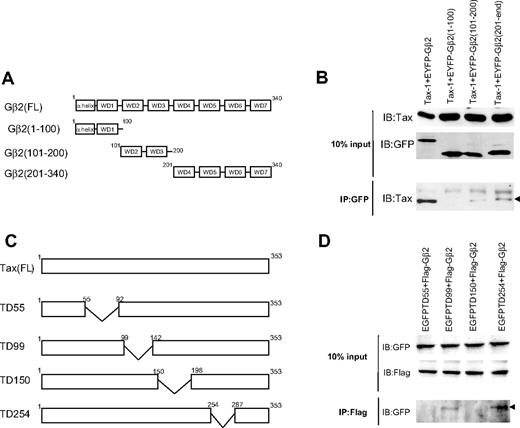 Figure 2. Tax-1 and Gβ2 interaction domains. (A) Schematic representation of the Gβ2 subunit and deletion mutants. Gβ consists of an amino-terminal α-helical segment followed by 7-repeat bladelike structures called WD repeats. (B) HEK 293T cells were transfected with EYFP-Gβ2 (Fl), EYFP-Gβ2 (aa 1-100), EYFP-Gβ2 (aa 101-200), EYFP-Gβ2 (aa 201-340), and HTLV-1Tax expression constructs, as indicated. Forty-eight hours after transfection, cells were lysed and protein expression was verified by immunoblotting using anti-GFP and anti–Tax-1–specific antibodies. Lysates were immunoprecipitated with a GFP-specific antibody. Immunoprecipitated proteins were analyzed by SDS-PAGE and immunoblotting using an anti–Tax-1 antibody. (C) Schematic representation HTLV-1 Tax deletion mutants. Deleted regions are indicated by the wide V-like symbols. (D) HEK 293T cells were transfected with EGFP-TD55, EGFP-TD99, EGFP-TD150, EGFP-TD254, and Flag-Gβ2–expressing constructs, as indicated. Forty-eight hours after transfection, cells were lysed and protein expression was verified by immunoblotting using anti–Flag M2 and anti–GFP-specific antibodies. Lysates were immunoprecipitated with M2 Flag–specific antibody. Immunoprecipitated proteins were analyzed by SDS-PAGE and immunoblotting with anti–GFP antibody. Arrows indicate immunoprecipitated protein bands.