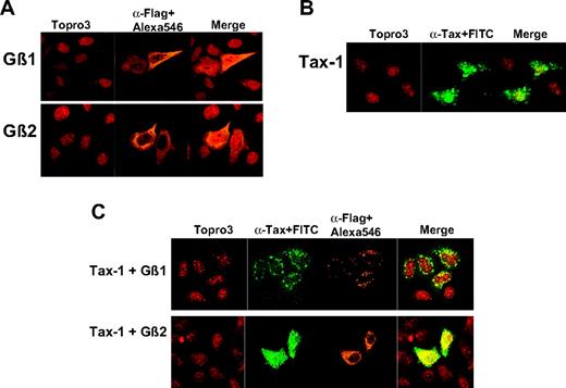 Figure 3. Colocalization of Gβ subunits and Tax-1. (A-B) HeLa cells were transfected with Flag- Gβ1, Flag- Gβ2, or HTLV-1 Tax–expressing constructs. Twenty-four hours after transfection, cells were fixed, permeabilized, and stained with anti-Flag or anti–Tax-1 antibodies and Alexa 546 or fluorescein-conjugated secondary antibodies. Cells then were labeled with TOPRO-3 and analyzed under a confocal microscope. (C) HeLa cells were cotransfected with Flag-Gβ1+ HTLV-1 Tax– and Flag-Gβ2+ HTLV-1 Tax–expressing constructs. Twenty-four hours after transfection, cells were fixed, permeabilized, and stained with anti-Flag and anti–Tax-1 antibodies followed by Alexa 546– and fluorescein-conjugated secondary antibodies. Cells then were labeled with TOPRO-3 and analyzed under a confocal microscope.