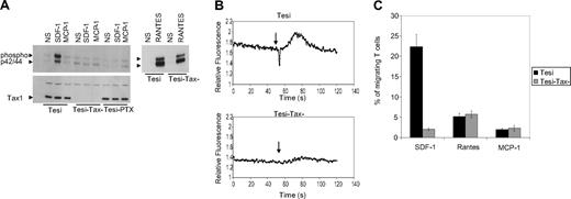 Figure 5. Activation of the SDF-1/CXCR4 pathway in Tesi cells. (A) Tesi, Tesi-Tax control (Tesi cells cultivated for 10 days in the presence of 1 μg tetracycline for Tax-1 suppression), and Tesi-PTX (Tesi cells cultivated for 24 hours in the presence of 100 ng/mL pertussis toxin) cells were stimulated for 5 minutes with 30 ng/mL SDF-1, 30 ng/mL MCP-1, or 50 ng/mL RANTES. Cells were lysed, and ERK1/2 activation was measured by Western blotting with an anti–phospho-p42/44 monoclonal antibody (top). The same blot was stripped, and immunoblotting was performed with an anti–Tax-1 antibody (bottom). Arrows indicate p42, p44, and protein bands. (B) Tesi and Tesi-Tax control cells were loaded with 5 μM Fura-2 for 30 minutes at 37°C in the dark. Loaded cells were washed twice, resuspended at 106 cells/mL, and kept for 30 minutes at 4°C in the dark. Ca2+ mobilization in response to 50 nM SDF-1 was measured using a luminescence spectrometer (LS50B; Perkin Elmer) by recording the ratio of fluorescence emitted at 510 nm after sequential excitation at 340 and 380 nm. Arrows indicate the injection of SDF-1. (C) Tesi and Tesi-Tax control migration assays were performed using Transwell culture chambers (5-μm pore size). Lower wells were filled with 500 μL medium (RPMI 1640, 1% FCS) containing 30 ng/mL SDF-1, 50 ng/mL RANTES, or 30 ng/mL MCP-1. Tesi or Tesi-Tax control cells (105 cells) suspended in 100 μL medium were loaded into the upper wells. After incubation for 2 hours at 37°C, the cells that had migrated to the lower wells were counted and are shown as percentages of the input cells. Data are reported as mean ± SD of 3 independent experiments in triplicate.