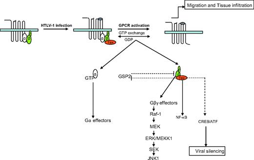 Figure 7. Model summarizing the Tax-1–G-protein interactions. After T-cell infection by HTLV-1, Tax-1 induced the expression of several genes, including chemokines, that bound to their specific GPCRs. Tax-1 also migrated to the cytoplasm and the plasma membrane, bound to the Gβγ heterodimer complex, and regulated specific ligand-receptor interaction, T-cell migration, and intracellular G-protein effector activation. Tax-1 also affected intracellular Gβγ-effector activation by direct binding to the Gβ subunit and by inactivating the G-protein pathway suppressor 2. As a feedback loop, Gβγ inhibits HTLV-1 expression and contributes to viral escape from immune surveillance.