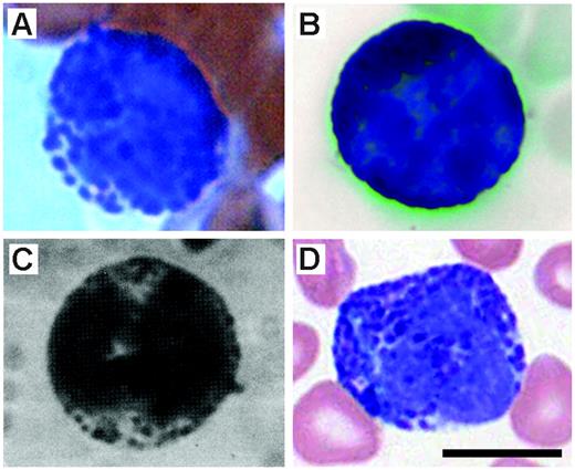 Figure 2. Photomicrographs of peripheral blood leukocytes displaying the classical staining and morphology of basophils. (A) A basophil from a Wright-Leishman–stained mouse (strain unknown) peripheral blood film. (B) Wright-Giemsa–stained basophil from a peripheral blood film of a mouse on a C57BL/6J background14 (Fig S2C) (originally published as Supporting On-line Material in Science, 2004;305:1773-1776). (C) The single previous photomicrograph of a mouse basophil appearing in a study by Urbina et al.7(Fig 1) (Reprinted with permission from S. Karger AG, Basel.) (D) A human basophil from a Wright-Giemsa–stained peripheral blood film. Scale bar = 10 μm. The photographs were collected using a Zeiss Axiophot microscope (Carl Zeiss, Thornwood, NY) (Plan-NeoFluar 63×/1.25 mm) and a AxioCam MRc5 digital camera (Carl Zeiss). Adobe Photoshop (San Diego, CA) was used to assemble the figure; however, no enhancements or manipulations of the images were made.