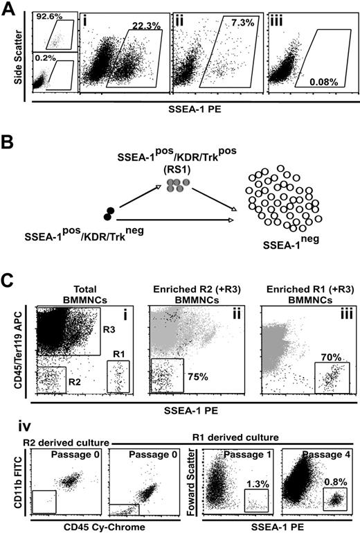 Figure 2. SSEA-1+ cells are at the apex of the murine mesenchymal compartment. (A) Purified SSEA-1+ (top left plot) and SSEA-1− (bottom left plot) cells were plated and analyzed a few days later. Analysis of SSEA-1 expression on SSEA-1+ cultures after attaining half-confluency (i, n = 2) or confluency (ii, n = 3) and on SSEA-1− cultures at confluency (iii, n = 3). (B) Schematic representation of the hierarchical organization of SSEA-1+ cells inferred from our studies. (C) Both enriched SSEA-1+ (R1) and SSEA-1− (R2) fractions were first purified from CD45/Ter119-depleted BMMNCs and then cultured independently in the presence of hematopoietic (R3) cells (i). (ii-iii) Overlay FACS plots show the purity of each enriched fraction (black dots) with the supporting hematopoietic cells (gray dots) as initiating culture populations. (iv) Representative FACS plots of adherent culture initiated by enriched SSEA-1− cells (R2-derived cultures; n = 5) showing the lack of the putative mesenchymal fraction (CD45/CD11b− cells) at passage 0. In contrast, cultures initiated with SSEA-1+ cells (R1-derived cultures; n = 3) were able to propagate and the presence of these cells was detected in different cell passages.