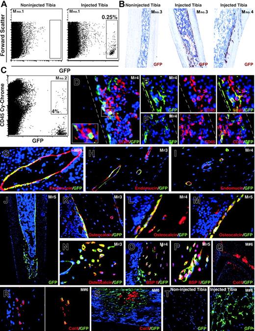 Figure 6. In vivo engraftment and differentiation of clone-3 SSEA-1+ cells into different mesenchymal cell types and endothelial and hematopoietic-like cells. (A-C) FACS analysis and bone histology revealed the presence of GFP+ donor-derived cells in only the injected tibiae. Representative bone sections from engrafted mice (D-T). Presence of donor-derived hematopoietic-like cells was verified by the coexpression of CD45 (C-F). Donor-derived endomucin+ cells were frequently detected in the blood vessels that irrigate the bones (H-I) and in the marrow's vessels (G). All of the mice that received a transplant showed substantial presence of GFP+ bone-lining cells (J), which was confirmed by staining with an osteocalcin antibody (K-M). Donor-derived osteocytes (osteocalcin- and BSP II–positive cells) were also detected in all of the mice analyzed (N-P). Few GFP+ cells expressing type II collagen (Col II) were detected only in 1 of the recipients (Q-R). Deposition of Col II in the marrow's cavity (S). An area of cartilage confirming the specificity of Col II staining is shown (Q). An area with concentrated GFP+ adipocytes was found in the marrow of the same recipient (T). Immunostainings were performed using appropriate Alexa 594– or HRP-conjugated secondary antibodies. Sections were counterstained either with hematoxylin (B) or DAPI (D-T). Original magnifications: 10×/0.75 NA dry objective (B, J), 20×/0.75 NA dry objective (H-I, K, O, Q, S-T), 40×/0.75 NA dry objective (D-G, L-N, P, R), and 100×/10.4 NA oil objective (D, insert). M# denotes the mouse number. White dotted lines mark the endosteum.