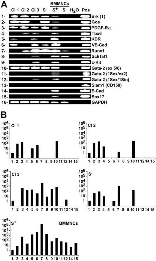 Figure 7. Gene-expression analysis of SSEA-1+ cells by QRT-PCR. (A) Representative gel electrophoresis of RT-PCR products from different genes using GAPDH as an internal PCR control. Different cell types were used as positive controls to assure the specificity of the PCR reaction. Differentiated ES cells for Brk (T; Brachyury) and Gos (Goosecoid); SSEA-1+–derived myoblasts for PDGF-Rα and Tbx6; SSEA-1+–derived endothelial-like cells for KDR; CD45+/KLS HSCs for VE-cadherin, Runx1, Scl/Tal1, Gata-2 (exons 5/6), Gata-2 (1S exon/1S intron), Gata-2 (1S exon/exon 2), c-Kit, and Slam1; and SSEA-1+–derived hepatocyte-like cells for E-cadherin and Sox17 were used, respectively. (B) The values indicate the relative mRNA expressions using the ΔCT value of Brachyury as a reference. All quantitative results shown are mean values from 2 independent experiments, each performed in duplicate. The different mesenchymal populations used in this study were clone-1 (Cl1), clone-2 (Cl2), clone-3 (Cl3) SSEA-1+ cells, bulk SSEA-1− cells (S−), and both SSEA-1+ (S+) and SSEA-1− fractions isolated from CD45/CD11b/Ter119/CD31− bone marrow fraction.