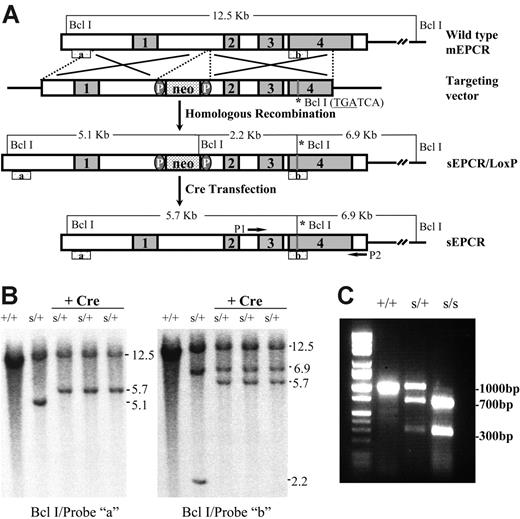 Figure 1. sEPCR gene targeting. (A) A schematic representation of the targeted Procr gene mutation (sEPCR: Leu215Stop) using the Cre/Lox system. Neomycin gene floxed by 2 loxP sites and a BclI restriction site (sEPCR: Leu215Stop) were incorporated in the Procr loci after homologous targeting. Subsequently, the neoR gene was deleted following transient transfection with a Cre expression vector. (B) Southern blot of ES clone DNA. After homologous targeting, the DNA was digested with BclI. The sEPCR mutant allele gave a 5.1-kb band, whereas the wild-type allele gave a 12.5-kb band with probe “a.” When the probe “b” was used, the mutant allele gave 6.9-kb and 2.2-kb bands due to a BclI site in the Neo gene and the integration of another BclI site in exon 4. After Cre transfection, the DNA was digested with BclI. The Procrs/+ clones showed 12.5-kb and 5.7-kb bands when hybridized with probe “a.” When the probe “b” was used, the mutant allele gave 6.9-kb and 5.7-kb bands, due to the integration of a BclI site in exon 4 of the Procr gene. (C) PCR genotyping. After PCR amplification, PCR products (1000 bp) were digested with BclI. For the Procrs/+ mutation, 1000-bp/300-bp and 700-bp bands were visualized. For Procrs/s embryos, only 700-bp and 300-bp bands were visualized.