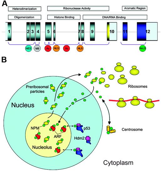 Figure 1. The NPM1 gene encodes for a protein involved in multiple functions. (A) The NPM1 gene contains 12 exons. NPM1 is translated from exons 1 to 9 and 11 to 12. The portion encoding isoform B23.2 contains exons 1 to 10. In the protein, the N-terminus is characterized by a nonpolar domain responsible for oligomerization and heterodimerization. Functional nuclear export signal (NES) motifs and a metal-binding (MB) domain are present in this region. The central portion of the protein contains 2 acidic stretches (Ac) that are important for binding to histones, and a bipartite nuclear localization signal (NLS); this region confers ribonuclease activity. The C-terminus of the protein shows ribonuclease activity and contains basic regions involved in nucleic-acid binding. The latter are followed by an aromatic stretch, unique to NPM isoform 1, which contains 2 tryptophan residues (288 and 290), which are required for nucleolar localization of the protein (NoLS). (B) NPM is a nucleolar phosphoprotein that shuttles between the nucleus and cytoplasm. Shuttling plays a fundamental role in ribosome biogenesis, since NPM transports preribosomal particles. In cytoplasm, NPM binds to the unduplicated centrosome and regulates its duplication during cell division. Furthermore, NPM interacts with p53 and its regulatory molecules (ARF, Hdm2/Mdm2) influencing the ARF-Hdm2/Mdm2-p53 oncosuppressive pathway.