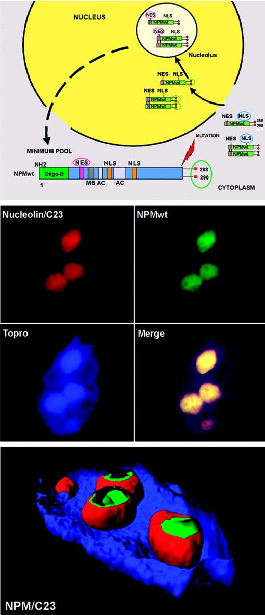 Figure 4. NPM, a shuttling protein, is mainly localized in the nucleolus. (Top) Mechanism of nucleocytoplasmic traffic of NPM wild-type (NPMwt). Green boxes indicate NPMwt protein; red circles, tryptophan residues; NES motif, nuclear export signal motif; and NLS, nuclear localization signal. The nuclear import of NPM (arrows) greatly predominates over the nuclear export (dotted arrow). Thus, NPM is mainly localized in the nucleolus. (Middle) Confocal analysis of NIH-3T3 cells expressing enhanced green fluorescent protein (eGFP)–NPMwt fusion protein. The bulk of NPMwt (green) colocalizes in nucleoli with C23/nucleolin (red), as revealed using a specific antibody. Images were collected with a Zeiss LSM 510 confocal microscope (Zeiss, Jena, Germany) using a Plan Apochromat 100×/1.4 NA oil objective and the LSM 5 software (Zeiss) for image acquisition. An Alexa 543-conjugated secondary antibody (Molecular Probes, Eugene, OR) was used for C23/nucleolin staining; nuclei were stained with To-Pro3 (Molecular Probes). Three-dimensional reconstruction of the confocal images and electronic cuts of nucleus and nucleoli to analyze the subcellular distribution of NPMwt (green) and C23 (red) proteins were performed with Imaris software (Bitplane, Zurich, Switzerland).
