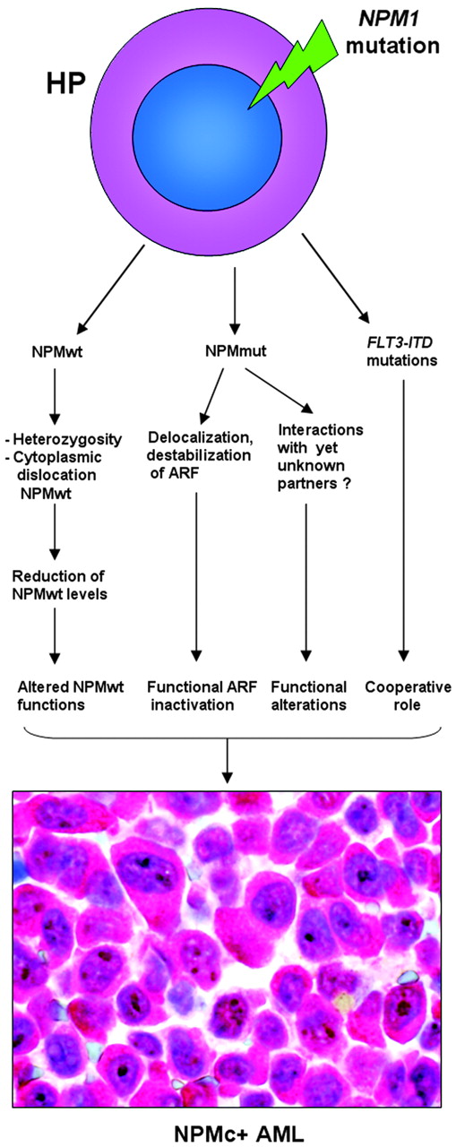 Figure 7. Hypothetical mechanism leading to NPMc+ AML.