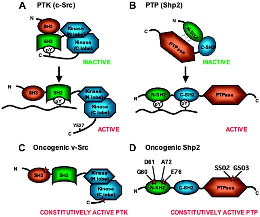 Figure 1. Schematic diagram of inactive and active forms of Src kinase (PTK) and Shp2 phosphatase (PTP). (A) c-Src is maintained in an inactive conformation by intramolecular interactions between phosphorylated tyrosine 527 on the C-terminal tail and the SH2 domain and between the SH3 domain and the kinase linker region. Dephosphorylation of tyrosine 527 and binding of a p-Tyr–containing peptide to the SH2 domain leads to a switch of c-Src to an open conformation with activation of the kinase function. (B) Deletion of sequences encoding for tyrosine 527 and missense mutations within the SH3 or kinase domains (schematically represented by red stars) converts the c-Src proto-oncogene to an oncogene encoding for mutant v-Src with constitutive kinase activity. (C) Shp2 is maintained in an inactive conformation by hydrophobic interactions between amino acid residues within the N-SH2 domain and the PTP domain. Binding of a p-Tyr–containing peptide to the N-SH2 domain causes Shp2 to assume an open conformation with activation of the phosphatase function. (D) Mutations within the N-SH2 or phosphatase domains cause disruption of the hydrophobic interactions resulting in constitutive activation of the phosphatase activity. The residues most commonly mutated in childhood leukemias are shown.
