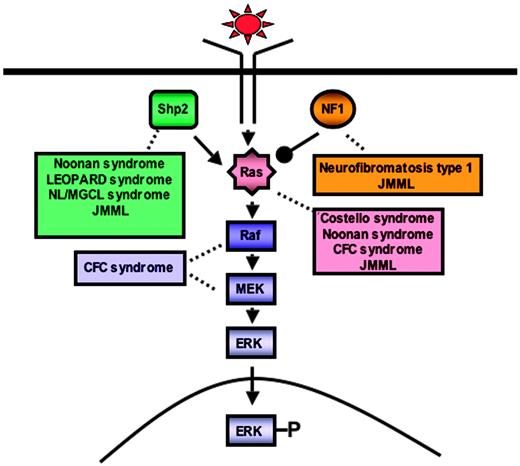 Figure 3. Schematic diagram showing ligand-stimulated Ras activation, the Ras-Erk pathway, and the human diseases found to date associated with mutation of multiple molecules participating in this signaling cascade. NL/MGCL indicates Noonanlike/multiple giant cell lesion; CFC, cardio-facio-cutaneous; JMML, juvenile myelomonocytic leukemia.