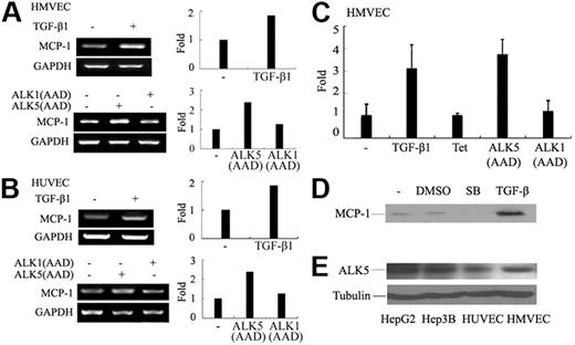 Figure 1. MCP-1 expression is up-regulated by TGF-β and active ALK5. (A-C) ECs were treated with or without TGF-β1 (5 ng/mL) for 2 hours before being harvested for RNA extraction. To express receptors, ECs were infected with recombinant adenovirus expressing active forms of TGF-β type I receptor ALK1(AAD) or ALK5(AAD) in the presence of 2 μg/mL tetracycline for 16 hours and then incubated in growth medium without tetracycline for 10 hours to turn on receptor expression. Total RNAs were extracted and RT-PCR (A-B) and real-time PCR (C) were performed. MCP-1 expression was quantitated and normalized to GAPDH and relative value expressed in histograms. Three independent experiments have been performed and a representative is shown. Error bars indicate standard deviation (SD). (D) The culture medium of HMVECs after different treatments was immunoprecipitated with anti–MCP-1 antibody. Anti–MCP-1 immunoblotting was carried out. (E) Lysates from different type cells were subjected to anti-ALK5 immunoblotting. Tubulin served as a loading control.