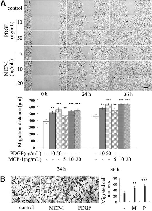 Figure 3. MCP-1 induces VSMC migration. (A) The confluent VSMC monolayers were wounded by scraping and treated with indicated concentration of MCP-1 or PDGF in serum-free medium. Cell migration to the wound surface was monitored from 0 to 36 hours. The migrated distance of the wound edge was quantitated (n = 3) (bottom panel). Bar represents 200 μm. (B) Chemotaxis assay was carried out with transwell culture chambers. Growth medium containing 10 ng/mL MCP-1 or PDGF was added to the lower wells of the chambers, and 2 × 104 VSMCs were seeded into the upper wells. After 20 hours, the cells migrating to the lower surface of the membrane were examined (original magnification ×100). Five different areas of migrated cells were counted for each data point (n = 5) (right panel). The asterisk indicates a significant difference (**P < .01, ***P < .001). Error bars indicate SD.