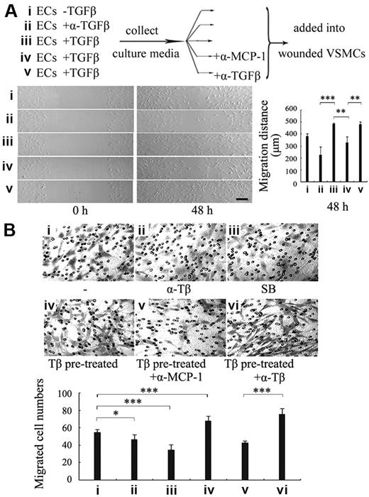 Figure 5. MCP-1 mediates TGF-β effect on VSMC recruitment onto endothelial cells. (A) The conditioned medium (CM) of ECs treated with TGF-β1 stimulated VSMCs migration via MCP-1. The CM from HUVECs treated with none (i), anti–TGF-β antibody (ii), or with TGF-β1 (iii) for 24 hours was added into VSMCs in wound healing assay. Aliquots of the CM from the TGF-β1–treated ECs were added into VSMCs together with anti–MCP-1 antibodies (iv) or anti–TGF-β antibody (v). A representative was shown (bar represents 200 μm) and the migrated distance of the wound edge quantitated (n = 3) (bottom panel). (B) Blockage of MCP-1 activity impaired VSMC recruitment induced by TGF-β–treated ECs. HUVECs were first seeded to the lower wells of transwell chambers and pretreated with mock (i-iii) or TGF-β1 (iv-vi) for 24 hours. Then anti–TGF-β antibody (ii,vi), SB431542 (10 μM) (iii), or anti–MCP-1 antibody (v) was added into the lower wells 1 hour before VSMCs were seeded in the upper wells. After 20 hours, the cells migrating to the lower surface of the membrane were fixed, stained, and examined (original magnification ×100). Five different areas of migrated cells were counted for each data point. Asterisks indicate a significant difference compared with the control (*P < .05, ***P < .001; n = 5). Error bars indicate SD.
