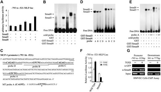 Figure 7. Smad3 and Smad4 directly bind to and activate the MCP-1 promoter. (A) Smad3 and Smad4 enhanced the expression of the luciferase reporter under the control of the MCP-1 promoter region containing −793 to −521 bp. The reporter −793 to −521-MLP-Luc was cotransfected into HepG2 cells with various Smad proteins as indicated. The luciferase assay was performed similarly as in Figure 6. Error bars indicate SD. (B) Smad3 and Smad4 directly bound to the −793-bp to −521-bp fragment as shown by EMSA. Purified GST, GST-Smad3, or GST-Smad4 and 32P-radiolabeled −793-bp to −521-bp fragment were incubated in the presence or absence of 20-fold excess unlabeled probe (cold probe). The DNA-protein complex was analyzed with a polyacrylamide gel and autoradiography. (C) There are 4 potential SBEs (bold and italic) in the −793-bp to −521-bp region. The SBE in probe A was mutated with C-619 replaced by T to generate MT probe A. (D) Smad3 and Smad4 bound to probe A with a high affinity. EMSA was performed similarly as in panel B. (E) Mutation in the SBE box in probe A abolished Smad binding. (F) Smad binding was essential for the TGF-β–enhanced MCP-1 promoter activity. The reporters containing wild-type or mutant (as in the MT probe A) −793-bp to −521-bp fragment were transfected to HepG2 cells. After being treated with TGF-β1 for 16 hours later, the cells were harvested for luciferase measurement. Error bars indicate SD. (G) TGF-β enhanced the binding of endogenous Smad4 to the MCP-1 promoter. HMVECs were treated with TGF-β1 for 2 hours and subjected to ChIP with anti-Smad4 antibody. The Smad4-bound DNA was MCP-1 amplified by PCR with the primers for the promoter region −793 bp to −523 bp or for the 501 to 777 bp region downstream of ATG.