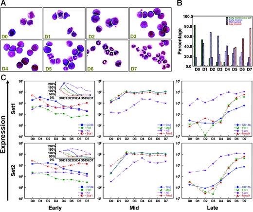 Figure 1. G-CSF–driven myeloid differentiation from day 0 to day 7. (A) Morphology of G-CSF–treated cells from day 0 to day 7. Cytospins were made with cells harvested on days 0 to 7, and differentials were performed after May-Grunwald-Giemsa staining. (Sigma, St. Louis, MO). Cells were visualized using a Nikon Microphot-SA microscope (Nikon, Tokyo, Japan) with a 100×/1.40 oil objective. Images were captured using a Colorview II camera (Soft Imaging System, Lakewood, CO), and images were produced with analySIS software (Soft Imaging System). The images were not edited. (B) Differential counts for early mononuclear cells, early myeloid cells (promyelocytes), mid myeloid cells (myelocytes and metamyelocytes), and late myeloid cells (bands and neutrophils) from day 0 to day 7. Two hundred cell differentials were performed for each day. (C) Changes in the expression of known early, mid, and late myeloid genes during G-CSF–driven myeloid differentiation in 2 independent gene expression analyses (set 1 and set 2). “Early” genes include CD34, fms-related tyrosine kinase 3 (Flt3), Kit, and Sca1; “mid” genes include cathepsin G (Ctsg), myeloperoxidase (Mpo), neutrophil elastase (Ela2), and proteinase 3 (Prtn3); “late” genes include CD11b (Itgam), formyl peptide receptor 1 (Fpr1), lysozyme (Lyzs), and Mmp9. Signal intensity values (normalized to whole array target intensity of 1500 for all probe sets) are displayed on the y-axis. The inset in the “early” panel displays expression values on a linear scale instead of a log scale.