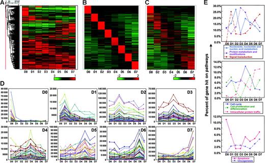 Figure 2. Microarray analysis of myeloid differentiation. (A) Heat map of the 27 127 “expressed” probe sets (with MAS 5 “present” call and > 150 signal units for at least one day) in experimental set 1, normalized to the percentage of the maximal value of each probe set from days 0 to 7. (B) Definition of the most highly expressed probe sets on each day of differentiation (100 for each day) chosen by z-score analysis. A heat map displaying z-score values for each of the selected probe sets on all days of differentiation are shown. (C) The top 100 probe sets for each day (as displayed in B) were replotted with the data from experimental set 2. Day-1 data were not available for this set. (D) Graphic representation of the absolute signal values from the top 100 probe sets on each day of myeloid differentiation from set 1, as defined in panel B. (E) Biological process classification of the genes shown in panel B.