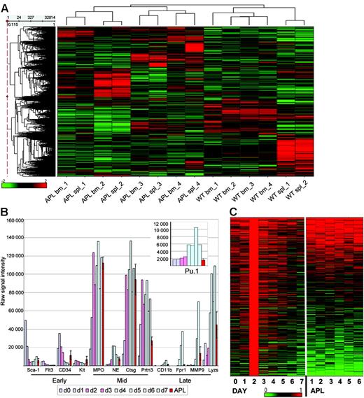 Figure 3. The expression phenotype of murine APL cells. (A) Unsupervised hierarchic clustering analysis of RNA array data (32 420 probe sets) from the spleens and bone marrows of 4 independent mCG-PML-RARα mice with APL, 4 normal murine bone marrow samples, and 2 normal murine spleen samples. Expression data on the heat map are displayed as z-scores. (B) Expression levels of 12 genes associated with early, mid, and late myeloid differentiation (during murine G-CSF–induced differentiation, days 0-1: blue bars; days 2-3: pink bars; days 4-7: blue-green bars), and in 6 murine APL samples (red indicates averages for 6 samples; brackets, SEMs). (Inset) Expression levels of PU.1 on an expanded scale. (C) Heat map of expression data from set 1, and 6 independent APL samples. Probe sets (4244) with expression values peaking on day 2 were selected for analysis. Expression is shown as a ratio of each sample to the reference sample (day 2). Data from the same differentiation experiment (set 1) were displayed in panels B-C.