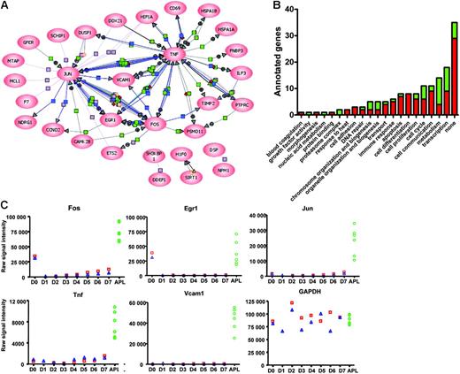 Figure 5. Organization of dysregulated genes into common pathways. (A) One-hundred-and-sixteen dysregulated genes (sets A-D) were analyzed in PathwayArchitect (Stratagene) to determine a relevance interaction network. Thirty-one genes with a high confidence index of interactions were included in the pathway layout graph. Connecting lines between gene symbols indicate interactions; different types of interactions are denoted by symbols on the lines. Green square indicates regulation; purple square, binding; blue square, expression; orange circle, protein modification; red diamond, metabolism; green circle, promoter binding; yellow triangle, transport; + in gray circle, positive effect; and − in gray circle, negative effect. (B) GO annotations of the murine APL dysregulome genes. Red indicates genes with increased expression in APL cells with respect to enriched promyelocytes; green, genes with decreased expression. (C) Two grouping variable category graphs show raw probe set signal intensity values for the common pathway genes shown in panel A (and also Gapdh) for days 0 to 7 of the myeloid differentiation assay, and for 6 APL samples.