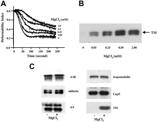 Figure 1. Effect of magnesium depletion on membrane stability and on membrane protein retention. (A) Membrane stability, expressed as the rate of decline in ektacytometric deformability index (DI), increases (decay curve shifted toward right) with increasing concentrations of MgCl2 maintained during preparation of the ghosts. (B) Retention of TM by ghosts examined in panel A. (C) Components of junction complexes of ghosts prepared in the absence or in the presence of 2 mM MgCl2. The panels show immunoblots after SDS-PAGE of total protein from ghosts, prepared with and without MgCl2 as indicated, probed with antibodies against 4.1R, adducin, protein 4.9, capZ, tropomodulin, and TM.