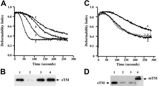 Figure 2. Reversibility of the effects of magnesium depletion. (A) Membrane fragmentation profiles of (1) ghosts prepared in the presence of 2 mM MgCl2; (2) ghosts prepared in the absence of MgCl2; (3) TM-depleted ghosts after addition of purified erythroid TM; and (4) TM-depleted ghosts after addition of a membrane extract containing TM. Note the partial restoration of membrane stability by purified erythrocyte TM and almost complete restoration when the extract was added. (B) Rebinding of erythroid TM to membrane preparations shown in panel A documented by immunoblotting with anti-TM antibody. (C) Membrane stability of ghosts prepared (1) in the presence of MgCl2; (2) in the absence of MgCl2; and (3) after addition of purified muscle TM, showing that this fails to increase membrane stability. (D) Failure of rebinding of muscle TM to membrane preparations shown in panel C documented by immunoblotting with anti-TM antibody. (Lane 4) Purified muscle TM used for membrane reconstitution.