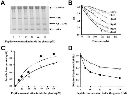 Figure 3. Incorporation of polypeptide 1-301 of β-spectrin into membrane skeletal junctions in situ and effect of the incorporation on membrane stability. (A) GST-tagged polypeptide 1-301 was introduced into TM-depleted ghosts. Isolated membrane skeletons from the resealed ghosts were analyzed by electrophoresis in 10% SDS-PAGE. (B) Effect of polypeptide 1-301 on membrane stability of TM-depleted ghosts. Membrane stability, expressed as the rate of decline in DI, diminishes (decay curve shifted toward left) with increasing concentration of peptide. (C) Binding of the peptide to ghost membranes, prepared in the absence (•) and presence (○) of magnesium ions. The curves are calculated best-fits for a single set of independent spectrin-4.1R–binding sites, assuming a site concentration of 1.2 μM. The resulting values of Ka are 3.9× 104 M−1 (± 0.6 × 104M−1) (broken line) and 2.0 × 104 M−1 (± 0.2× 104 M−1) (full line). (D) Effect of incorporated peptide on shear resistance of ghosts prepared in the absence (•) or presence (○) of 2 mM MgCl2, showing reduced shear resistance in the former. Membrane stability was assessed from DI decay curves. The relative stability is defined as the ratio of time under shear for a 50% drop in signal to that for TM-containing ghosts at zero peptide concentration.