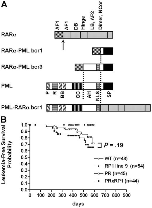 Figure 1. RARα-PML cDNA isoforms and Kaplan-Meier analysis of APL disease in transgenic animals. (A) Diagram of the structural features of bcr-1 and bcr-3 isoforms. The identical portion of RARα is expressed in both isoforms of RP (breakpoint in RARα is indicated by the arrow), whereas the expressed PML domains are different because of the locations of the breakpoints in PML (indicated by the dashed lines). DB indicates DNA binding; LB, ligand binding; Dimer, dimerization; P, proline rich; R, ring finger; BB, B-box; CC, coiled-coil; AH, alpha helix; NLS, nuclear localization signal; SP, serine-proline rich. (B) Data represent the complete study of the first intercross (PR×RP1, line 9). The number of animals per group is indicated. The cumulative probability of death resulting from APL is not significantly different in PR animals than it is in PR×RP1 animals (P = .19).