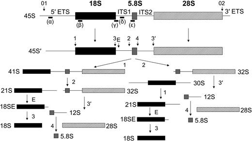Figure 1. Pre-rRNA processing in human cells. The major rRNA-processing pathways in human cells as initially derived from Hadjiolova et al23 and modified by Rouquette et al.24 Mature rRNA species are shown as filled boxes: 18S, ▪; 5.8S, ⊡; and 28S, ▨. External and internal transcribed sequences are shown as lines and are labeled above the primary transcript. Cleavage sites are designated with numbered and lettered arrows. Oligonucleotide probes used in Northern blot analysis are shown as lines below the primary transcript and are labeled with Greek letters. Two alternative pathways observed in human cells are shown below the 45S′ pre-rRNA that differ in the order of cleavages 1 and 2.