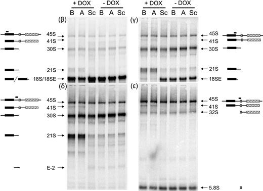 Figure 2. Northern blot analysis demonstrates abnormal pre-rRNA processing in TF-1 cells depleted of RPS19. Total RNA was isolated from TF-1 cells, fractionated on 1.5% formaldehyde-agarose gels, transferred to zetaprobe, and hybridized with oligonucleotides complementary to different regions of the rRNA primary transcript. The siRNAs present in each cell line are listed above each lane. Cell lines in lanes labeled A and B express 2 different siRNAs targeting RPS19. Sc indicates scrambled siRNA. Cell lines were grown for 4 days in the presence (+DOX) or absence (−DOX) of 0.5 μg/mL DOX. Panels are designated according to the oligonucleotide used for hybridization. Pre-rRNAs hybridizing with the different oligonucleotide probes are designated with arrows to the right or left of the panels. Illustrations of rRNA species hybridizing with different probes are included to the sides of each image. Filled boxes represent mature rRNAs: 18S, ▪; 5.8S, ⊡; 28S, ▨.