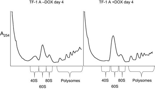 Figure 4. Altered polysome profiles in TF-1 cells depleted of RPS19. Cells extracts were prepared for polysome analysis as described in “Materials and methods.” TF-1 cells infected with a lentivirus containing siRNA A targeted to RPS19 were grown for 4 days in the presence (+DOX) or absence (−DOX) of 0.5 μg/mL DOX. Extracts were layered on 15% to 55% sucrose gradients, and centrifugation was carried out for 5 hours at 67 000g. Gradients were fractionated using an ISCO-type 185 gradient fractionator, and absorbance at 254nm was monitored with a UA-6 absorbance detector.