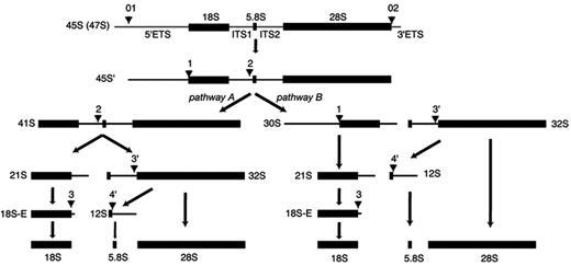 Figure 1. Pre-rRNA processing pathways in HeLa cells. The sequences of the mature 18S, 5.8S, and 28S rRNAs are flanked by external transcribed spacers (5′-ETS and 3′-ETS) and separated by internal transcribed spacers (ITS1 and ITS2) in the 45S primary transcript. Numbers above the 45S pre-rRNA indicate cleavage sites. Temporal order of cleavage at sites 1 and 2 defines the 2 pre-rRNA processing pathways represented here. The major pathway A is characterized by production of the 41S precursor by early removal of the 5′-ETS. The 41S species is then cleaved in the ITS1 sequence to generate the 21S and 32S species that are precursors to the RNA components of the large and small ribosomal subunits, respectively. Arrows indicate the cleavage sites. Nomenclature of the pre-RNAs according to Hadjiolova et al23 and Rouquette et al.24