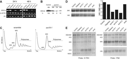 Figure 2. Down-regulation of RPS19 expression blocks maturation of the 18S rRNA. (A) HeLa cells were transfected with either rps19 or scramble siRNAs and cultured for 24 hours or 48 hours. After RNA extraction, the mRNAs encoding the ribosomal proteins RPS19 and P0 were amplified by RT-PCR. The β-actin mRNA was coamplified with RPS19 as an internal control. RT-PCR reactions obtained from untreated cells (control) and Oligofectamine-treated cells are also shown. The 3 siRNAs (rps19-1, rps19-2, rps19-3) differ in their efficacy to down-regulate the RPS19 mRNA level. (B) Knockdown of RPS19 expression upon treatment with siRNA rps19-1 is confirmed by Western blot analysis of total cell extracts. Densitometry shows that up to 90% of the protein is depleted 72 hours after transfection. (C) Analysis on sucrose gradient of the ribosomal subunits from HeLa cells 48 hours after transfection with the rps19-1 or scramble siRNAs shows that depletion of RPS19 strongly affects 40S subunit production, leading to a strong imbalance between the free 60S subunits and 40S subunits. (D) Northern blot analysis of total RNA extracts from cells transfected with rps19 siRNAs using oligonucleotides hybridizing in the mature 18S and 28S rRNAs. The 18S and 28S rRNA levels were evaluated by phosphoimager quantification. (E) Northern blot analysis with probes complementary to the ITS1 (5′-ITS1) or to the ITS2. “Control” indicates untreated cells; “Oligofect.,” transfection treatment without siRNAs; “scrbl,” scramble siRNA. All experiments were repeated at least 3 times with similar results.