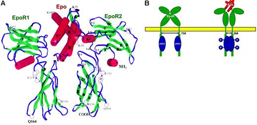 Figure 1. Binding of Epo to its homodimeric receptor and initiation of signal transduction. (A) Crystal structure of the complex of Epo with 2 extracellular domains of EpoR (from Syed et al).11 Red cylinders denote α-helices and green ribbons denote β-sheets. For detailed information on interacting sites in the complex see Syed et al.11 (B) Schematic representation of the conformational change imposed on the dimeric Epo receptor (EpoR) upon binding to Epo. The close proximity off the cytosolic domains of the dimeric EpoR enables autophosphorylation of JAK2 and the initiation of signal transduction. Modified from Remy et al.13