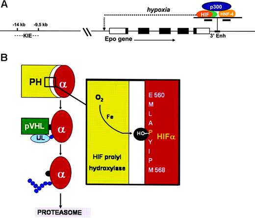 Figure 2. Hypoxic induction of the Epo gene. (A) The Epo gene has 5 exons, represented by rectangles. The coding regions are shown in black. The 3′ enhancer binds to HNF-4 (hepatic nuclear factor 4) and, in hypoxic cells, to HIF (hypoxia inducible factor). These 2 transcription factors bind cooperatively with the adaptor protein p300. This complex interacts with the Epo promoter, thereby enabling initiation of transcription. Upstream kidney inducible elements (KIEs) are required for enhanced renal expression of Epo. (B) The oxygen-sensing mechanism responsible for the oxygen-dependent degradation of HIF-α. In well-oxygenated cells, HIF-1α protein undergoes oxygen- and iron-dependent hydroxylation at proline 564 and proline 402 (not shown). These posttranslational modifications enable the von Hipple Lindau protein (pVHL) to bind specifically to HIF-α, thereby providing a docking site for the E3 ubiquitin ligase (UL). UL is required for ubiquitylation of HIF-α, resulting in uptake by the proteasome and proteolytic degradation. At low oxygen tension, HIF-α is not hydroxylated and therefore escapes degradation. HIF-α can be activated in oxygenated cells by inhibitors of prolyl hydroxylase (PH) or by iron chelation.