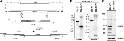 Figure 1. Disruption of PfSBP1 and expression of PfSBP1 protein in P falciparum. (A) Schematic representation of parental (CS2) and disrupted PfSBP1 loci (CS2ΔSBP1). The WR99210 resistance gene hDHFR was inserted into the PfSBP1 locus by double crossover recombination resulting in the CS2ΔSBP1 parasite line. Restriction sites used for Southern blot analysis and the predicted fragment sizes are shown (B, BglII; E, EcoRI) (B) Southern blot analysis of the PfSBP1 locus in parental CS2 and transgenic CS2ΔSBP1 cell lines. Genomic DNA was digested with EcoRI/BglII and probed with the 5′ (probe A) and 3′ (probe B) targeting sequence. Predicted sizes for the 5′ probe were wild-type, 4.6 kb (kilobase); disrupted loci, 2.7 kb; and plasmid, 6.9 kb; predicted sizes for the 3′ probe were wild-type, 4.6 kb; disrupted loci, 1.1 kb; and plasmid 6.9 kb. (C) Western blot of saponin pellets of trophozoite-infected erythrocytes of CS2 parent and CS2ΔSBP1 probed with anti-SBP1 antibodies. Equal loading of parasite material was confirmed with anti-PfHSP70 antibodies in the bottom panel.