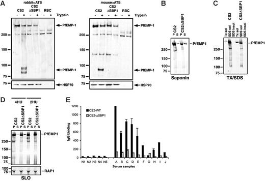 Figure 5. PfEMP1 is not exposed on the surface of erythrocytes infected with CS2ΔSBP1. (A) Intact erythrocytes infected with parental CS2, CS2ΔSBP1, and uninfected erythrocytes were treated with (+) or without (−) trypsin, and extracts were analyzed by Western blotting with rabbit (left) or mouse (right) anti-ATS antibody. Surface-exposed PfEMP1 is cleaved by trypsin, resulting in bands at 83 kDa. The blot was reprobed with anti-HSP70 antibodies to confirm equal loading. (B) PfEMP1 is more abundant in CS2ΔSBP1 saponin supernatant. Saponin pellets and supernatants of trophozoite-infected erythrocytes were analyzed by Western blotting with anti-ATS antibody. (C) Triton X-100–soluble PfEMP1 is more abundant in CS2ΔSBP1. Triton X-100, SDS soluble, and insoluble fractions of trophozoite-infected erythrocytes were analyzed by Western blotting with anti-ATS antibody. (D) More soluble PfEMP1 can be detected in SLO-treated CS2ΔSBP1-infected parasites. Four hemolytic units (HUs) of SLO were used to permeabilize the plasma membrane of infected erythrocytes. The soluble content of the erythrocyte cytosol was then analyzed for the presence of PfEMP1 with anti-ATS antibody. As a comparison the same experiment was done at a noneffective SLO concentration (2 HU). The rhoptry-associated protein RAP1 was used as a loading control. (E) Comparison of reactivity of sera from nonexposed (N1-N5) versus exposed persons (A-J) from Papua, New Guinea, toward erythrocytes infected with parental CS2 and with CS2ΔSBP1 is consistent with the lack of PfEMP1 on the host cell in the absence of PfSBP1 function. IgG binding to the surface of infected erythrocytes among sera from malaria-exposed multigravid women residing in PNG was significantly higher for CS2 than for CS2ΔSBP1 (P < .004, Wilcoxon signed rank sum test). There was little IgG reactivity among sera from Australian residents not exposed to malaria. IgG binding was measured by flow cytometry, and values (arbitrary units) represent the mean + range of samples tested in duplicate.